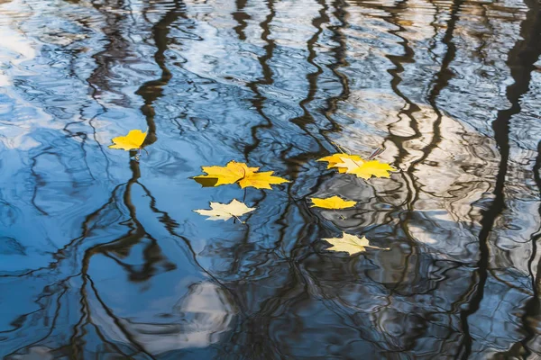 Die Leuchtend Gelben Ahornblätter Und Kreise Sind Auf Der Wasseroberfläche — Stockfoto