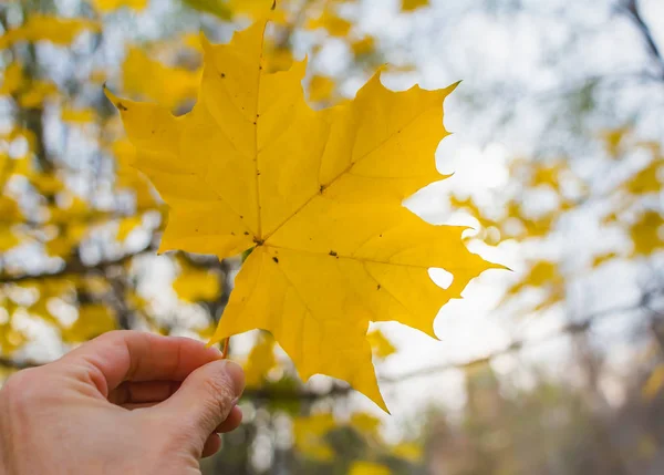 Uma Folha Esculpida Amarela Bordo Fundo Amarelo Borrado Está Uma — Fotografia de Stock