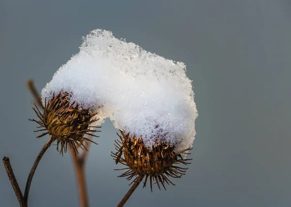 Dos Naranjas Espinosas Frutas Bardana Arctium Con Nieve Parte Superior — Foto de Stock