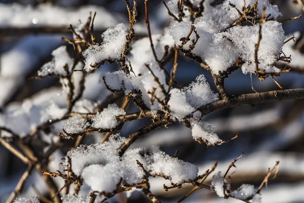 Uma Grama Verde Amarela Com Neve Está Parque Outono — Fotografia de Stock