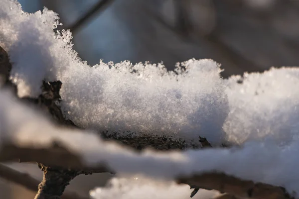 Ramos Arbustos Com Neve Estão Parque Inverno — Fotografia de Stock