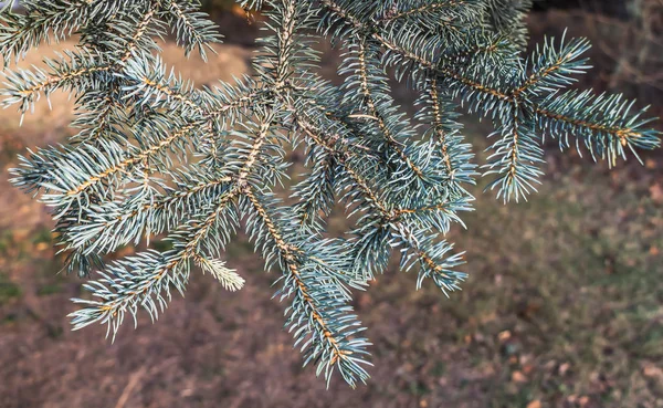 Kvistar Ett Fir Träd Med Gröna Spruce Nålar Och Bruna — Stockfoto
