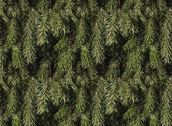 Textura Vzor Bezešvé Hnědé Větvičky Jedle Zelené Smrkové Jehličí Pro — Stock fotografie