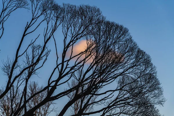 Silhuetas Pretas Das Árvores Sem Folhas Estão Fundo Azul Céu — Fotografia de Stock