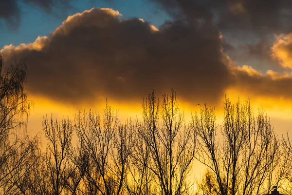 Black Silhouettes Trees Leaves Blue Sky Background Orange Sunset Clouds — Stock Photo, Image