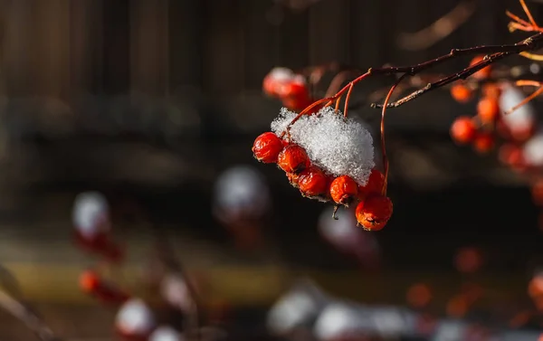 Ein Bündel Leuchtend Reifer Roter Weißdornbeeren Mit Schnee Liegt Herbst — Stockfoto