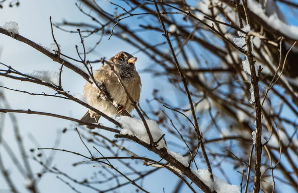 一只有趣的灰色棕色麻雀坐在公园里一根有雪的树枝上 在模糊的蓝色背景上看着相机 — 图库照片