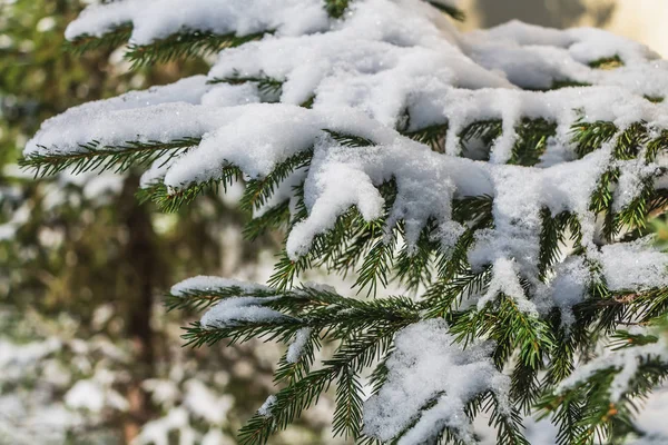 白い雪と緑のモミの木の枝は 冬のクリスマスの装飾 — ストック写真