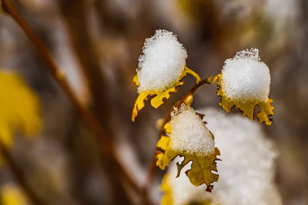 Una Planta Con Hojas Amarillas Con Nieve Está Sobre Fondo — Foto de Stock