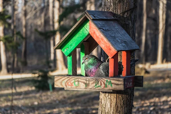 秋に赤と緑の鳥とリス フィーダー木造公園で座っている灰色のハトの虹首と明るい目 — ストック写真