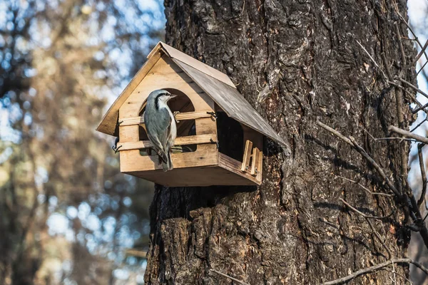 Een Kleine Grijze Boomklever Zit Een Gele Vogel Eekhoorn Feeder — Stockfoto