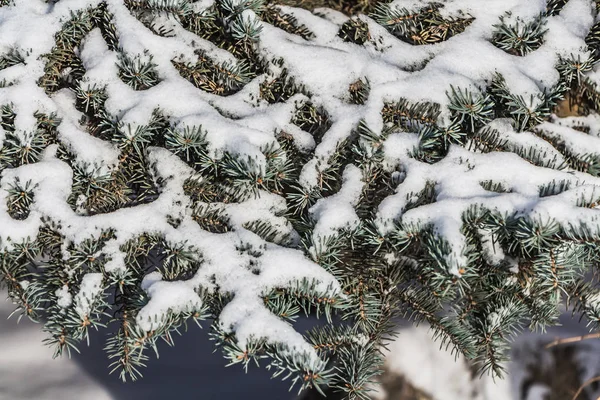 青く小ぎれいな針と白い雪の新年やクリスマスの装飾のための茶色の芽とモミの木の小枝のテクスチャは公園内 — ストック写真