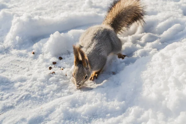 Fun Gray Red Squirrel Bright Black Eyes White Snow Background — Stock Photo, Image