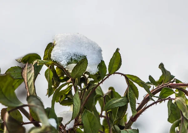 Arbusto Rosas Com Folhas Verdes Neve Branca Está Fundo Neve — Fotografia de Stock