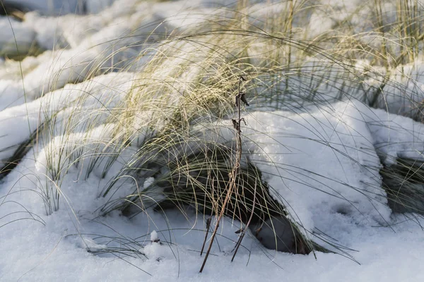 Dry yellow and yellow feather grass with snow is on a white snow background in the park in autumn