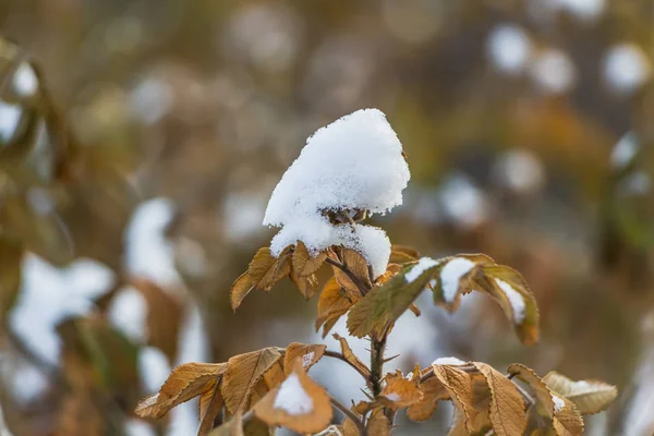 Arbusto Rosas Com Folhas Amarelas Neve Branca Está Jardim Outono — Fotografia de Stock