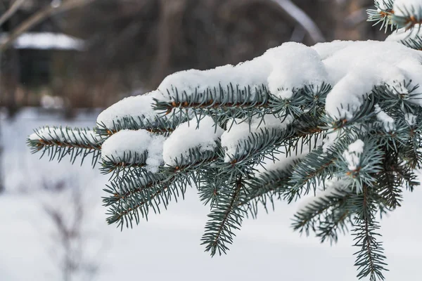 白い雪の青いモミの木の枝は冬のクリスマスの装飾のためです — ストック写真