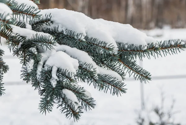 白い雪の青いモミの木の枝は冬のクリスマスの装飾のためです — ストック写真