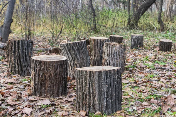 Gri ve kahverengi bir grup kütükleri eski bir cutten düşmüş ağaç sonbaharda bir kahverengi yapraklar arka planda bir parkta olduğunu