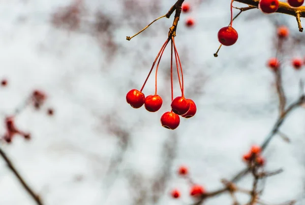 Ett gäng vilda äppelträd utan bladverk och med små ljusa röda äpplen i en park i höst på en suddig vit bakgrund — Stockfoto