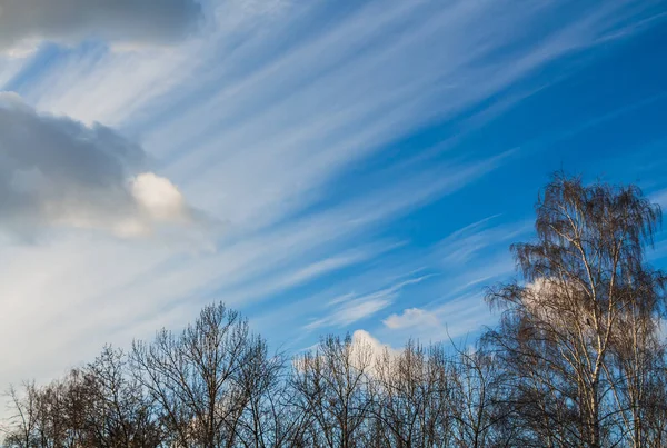 秋の夕日の背景明るい積雲の雲と青い空に白い太陽光線に葉のない高木の黒いシルエット — ストック写真