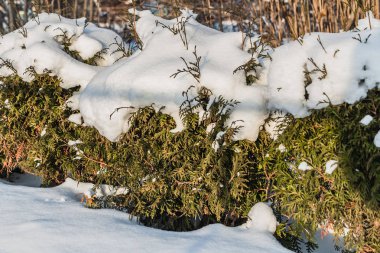 Yeşil mazı çalıların kar ile dallarını bir parkta kışın vardır.