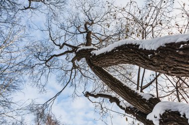 Güzel yaşlı bir fantastik dallı kahverengi ağaç beyaz kar ve sarı yapraklar ile sonbahar beyaz bulutlar arka plan ile mavi gökyüzüne karşı bir parkta mevcuttur.
