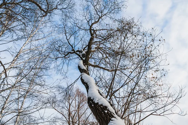 Een Mooie Oude Fantastische Branchy Bruine Boom Met Witte Sneeuw — Stockfoto