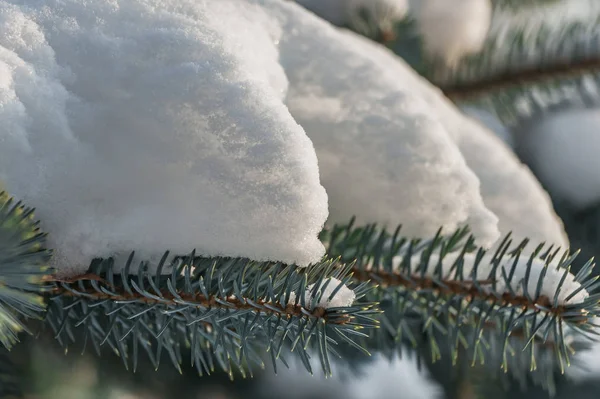 Větev Modré Jedle Bílým Sněhem Vánoční Ozdoby Zimě — Stock fotografie