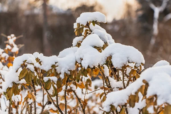 秋の庭は 黄色の葉と白い雪とバラの茂み — ストック写真