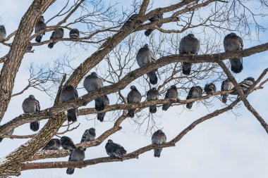 Kış aylarında kar ve ağaçlar ve güvercinler kuş mavi gökyüzü arka plan karşı bir grup olmayan bir güzel dallı gri söğüt ağacının parkıdır.