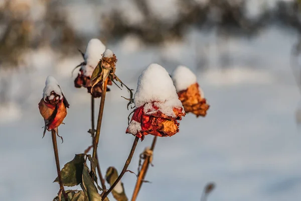 Buquê Seco Rosas Vermelhas Botões Vermelhos Folhas Freen Com Neve — Fotografia de Stock