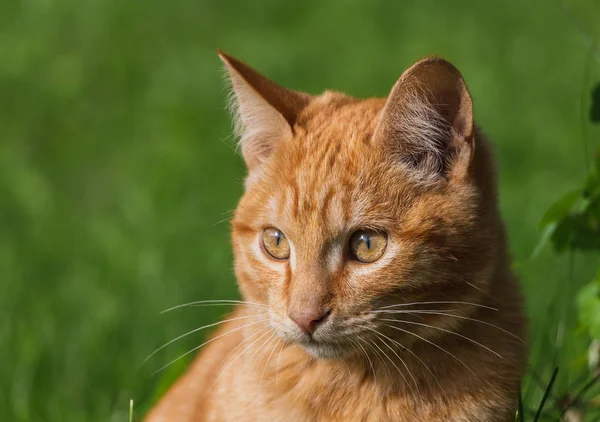 Profile Portrait Beautiful Bright Red Kitten Yellow Eyes Pink Nose — Stock Photo, Image