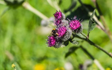 Bulanık bir yeşil zemin üzerine yaz aylarında bahçede mor Dulavratotu çiçek büyük tüylü parlak sarı ve kahverengi bumble bee ile onun kürk pollen pollinates.