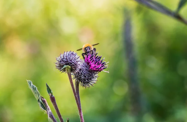 Velké Shaggy Světle Žluté Hnědé Bumble Bee Pylu Jeho Srst — Stock fotografie