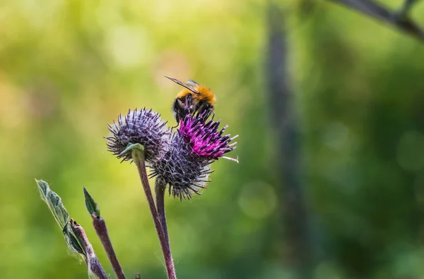 Velké Shaggy Světle Žluté Hnědé Bumble Bee Pylu Jeho Srst — Stock fotografie