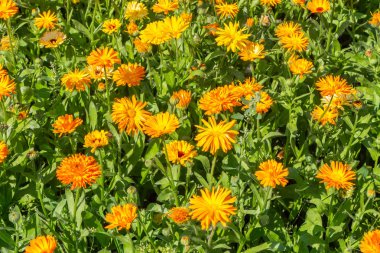 Yeşil yaprakları sarı ve turuncu calendula çiçeklerle parkta yaz aylarında vardır.