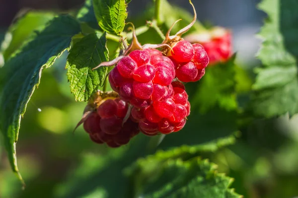 Grup kırmızı taze olgun ahududu meyveleri twigs ahududu bush parlak yeşil yaprakları ve tomurcukları ile yayında
