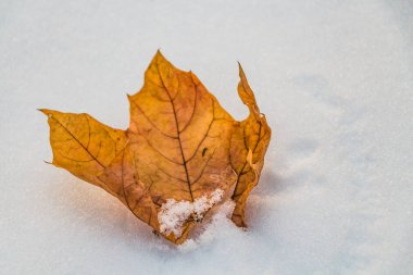 Bir beyaz kar arka planda bir kış parkta bir sonbahar kuru turuncu akçaağaç yaprağı ile beyaz kar olduğunu