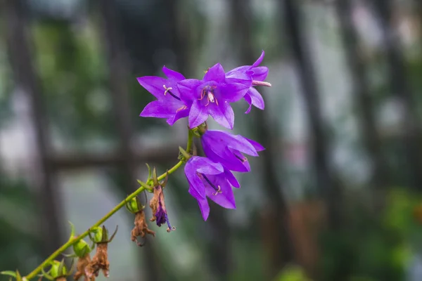 Sinos Roxos Trachelium Campanula Folhas Urtiga Estão Belo Fundo Verde — Fotografia de Stock