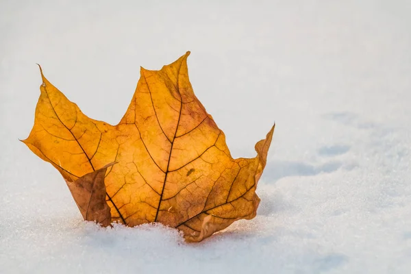 Podzimní Suché Oranžové Javorový List Bílým Sněhem Pozadí Bílého Sněhu — Stock fotografie