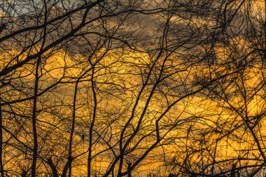 Turuncu günbatımı bulutlar bir gökyüzü altın ve sarı zemin üzerine siyah siluetler ağaçların yaprakları olmadan vardır