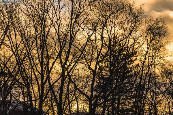 Sagome Nere Alberi Senza Foglie Sono Uno Sfondo Cielo Giallo — Foto Stock