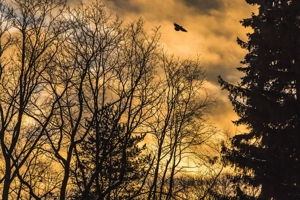 Zwarte Silhouetten Van Bomen Zonder Bladeren Zijn Een Geel Goud — Stockfoto