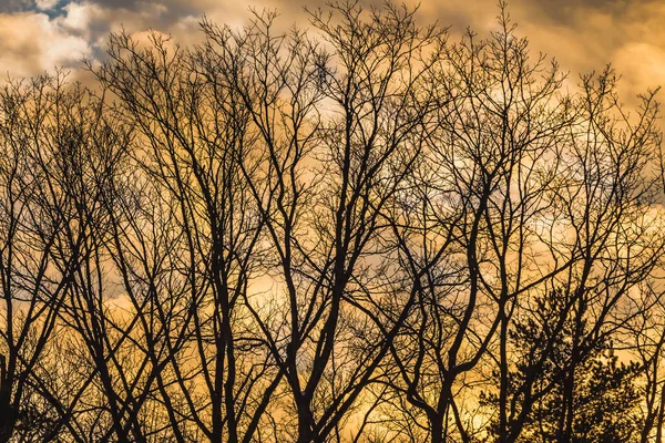 Silhouettes Noires Arbres Sans Feuilles Sont Sur Fond Ciel Jaune — Photo