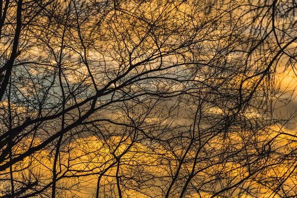 Silhuetas Pretas Das Árvores Sem Folhas Estão Fundo Amarelo Dourado — Fotografia de Stock