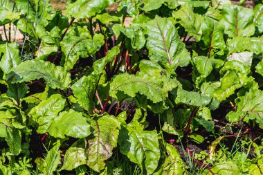 Yaz aylarında bahçe kahverengi toprak üzerinde büyüyen genç pancar ıslak kırmızı ve yeşil kısımları