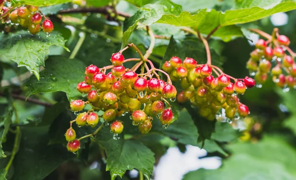 Um molhado cachos de vermelho e amarelo viburnum bagas com gotas de chuva em um borrão verde folhas fundo em um jardim no verão — Fotografia de Stock