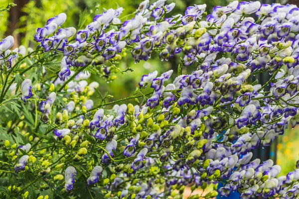 As flores aconitas roxas e brancas molhadas ou Aconitum napellus com gotas de água em um fundo embaçado — Fotografia de Stock