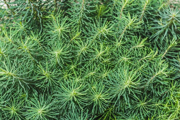 Gröna växter Euphorbia cyparissias eller cypress spurge blommor i en park i sommar — Stockfoto